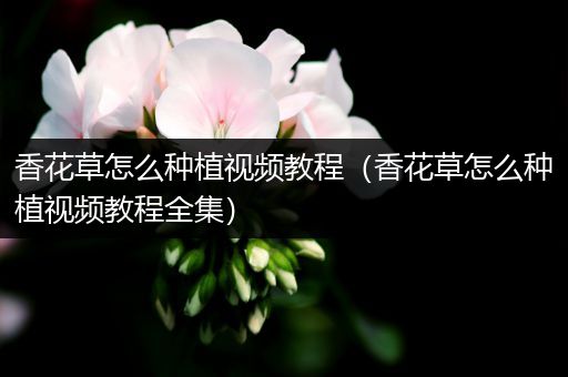 香花草怎么种植视频教程（香花草怎么种植视频教程全集）