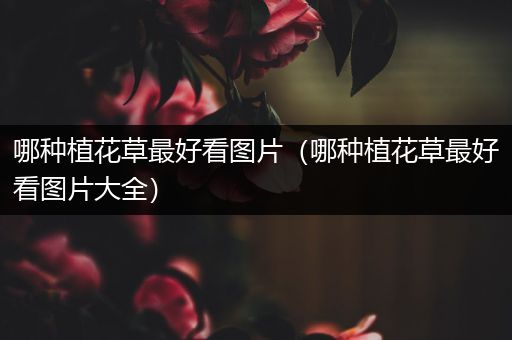 哪种植花草最好看图片（哪种植花草最好看图片大全）