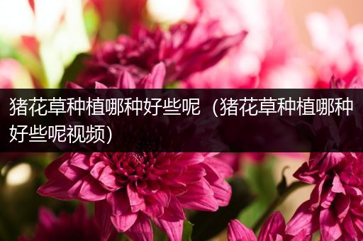 猪花草种植哪种好些呢（猪花草种植哪种好些呢视频）