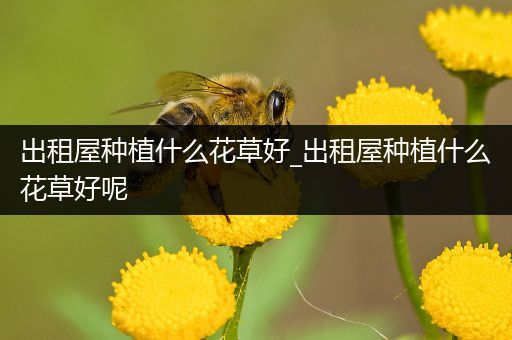 出租屋种植什么花草好_出租屋种植什么花草好呢