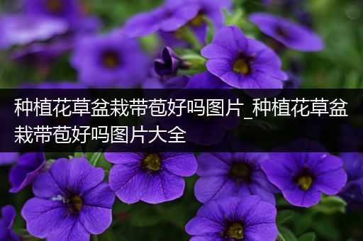 种植花草盆栽带苞好吗图片_种植花草盆栽带苞好吗图片大全