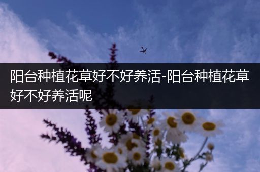 阳台种植花草好不好养活-阳台种植花草好不好养活呢