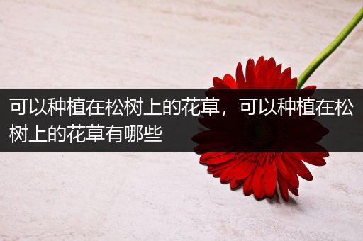 可以种植在松树上的花草，可以种植在松树上的花草有哪些