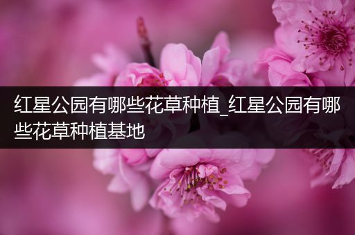 红星公园有哪些花草种植_红星公园有哪些花草种植基地