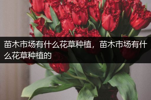 苗木市场有什么花草种植，苗木市场有什么花草种植的