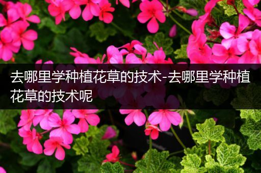 去哪里学种植花草的技术-去哪里学种植花草的技术呢