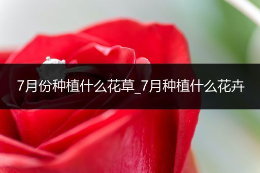 7月份种植什么花草_7月种植什么花卉