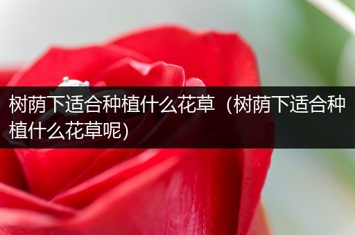 树荫下适合种植什么花草（树荫下适合种植什么花草呢）