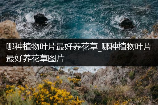 哪种植物叶片最好养花草_哪种植物叶片最好养花草图片
