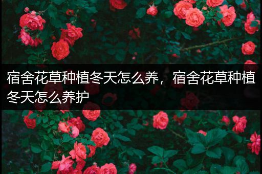 宿舍花草种植冬天怎么养，宿舍花草种植冬天怎么养护