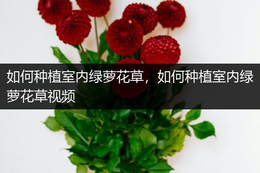 如何种植室内绿萝花草，如何种植室内绿萝花草视频