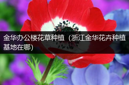 金华办公楼花草种植（浙江金华花卉种植基地在哪）