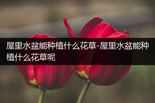 屋里水盆能种植什么花草-屋里水盆能种植什么花草呢