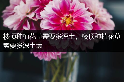 楼顶种植花草需要多深土，楼顶种植花草需要多深土壤