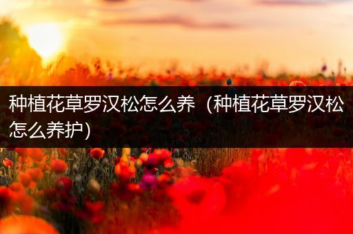 种植花草罗汉松怎么养（种植花草罗汉松怎么养护）