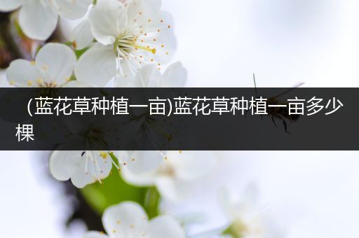 （蓝花草种植一亩)蓝花草种植一亩多少棵