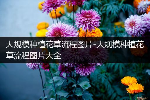 大规模种植花草流程图片-大规模种植花草流程图片大全