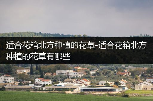 适合花箱北方种植的花草-适合花箱北方种植的花草有哪些