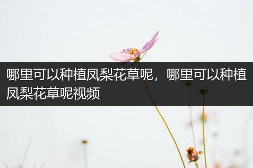 哪里可以种植凤梨花草呢，哪里可以种植凤梨花草呢视频