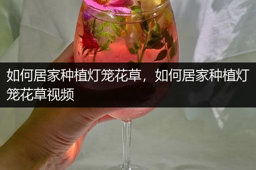 如何居家种植灯笼花草，如何居家种植灯笼花草视频