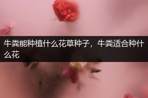 牛粪能种植什么花草种子，牛粪适合种什么花