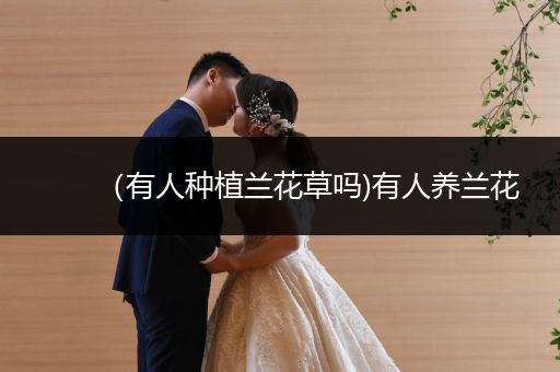 （有人种植兰花草吗)有人养兰花
