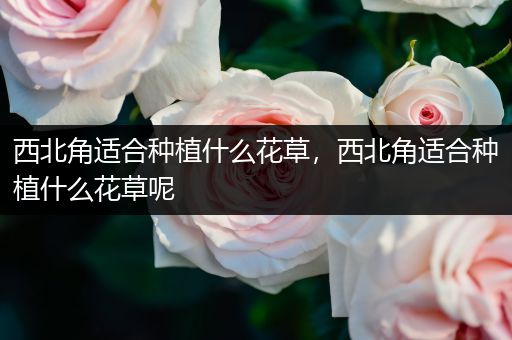 西北角适合种植什么花草，西北角适合种植什么花草呢
