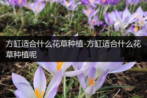 方缸适合什么花草种植-方缸适合什么花草种植呢