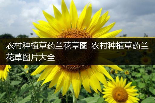 农村种植草药兰花草图-农村种植草药兰花草图片大全