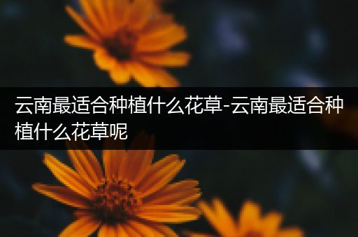 云南最适合种植什么花草-云南最适合种植什么花草呢