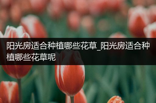 阳光房适合种植哪些花草_阳光房适合种植哪些花草呢