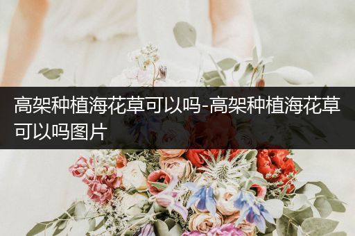 高架种植海花草可以吗-高架种植海花草可以吗图片