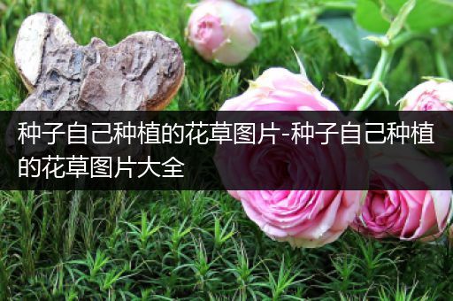 种子自己种植的花草图片-种子自己种植的花草图片大全