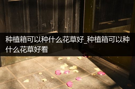 种植箱可以种什么花草好_种植箱可以种什么花草好看