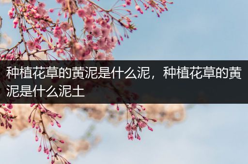 种植花草的黄泥是什么泥，种植花草的黄泥是什么泥土
