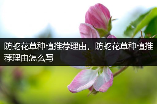 防蛇花草种植推荐理由，防蛇花草种植推荐理由怎么写