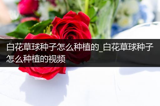 白花草球种子怎么种植的_白花草球种子怎么种植的视频