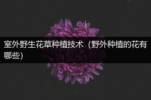 室外野生花草种植技术（野外种植的花有哪些）