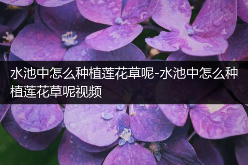 水池中怎么种植莲花草呢-水池中怎么种植莲花草呢视频