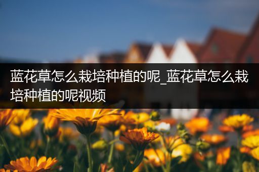 蓝花草怎么栽培种植的呢_蓝花草怎么栽培种植的呢视频