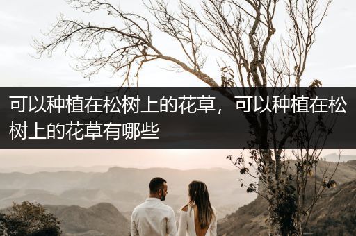 可以种植在松树上的花草，可以种植在松树上的花草有哪些