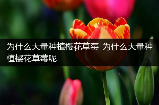 为什么大量种植樱花草莓-为什么大量种植樱花草莓呢