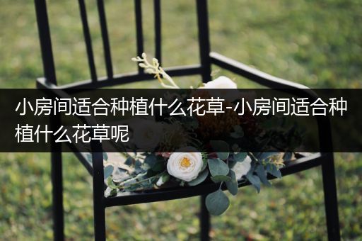 小房间适合种植什么花草-小房间适合种植什么花草呢