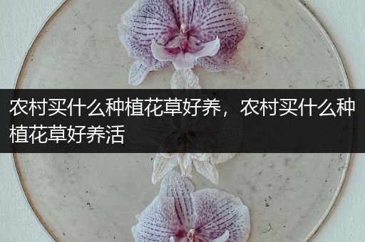 农村买什么种植花草好养，农村买什么种植花草好养活