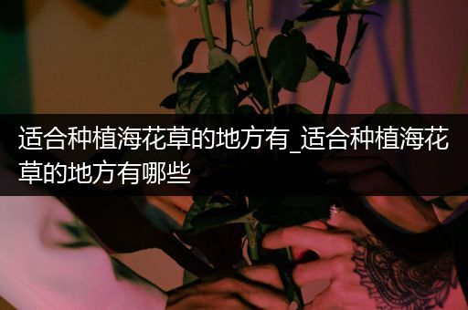 适合种植海花草的地方有_适合种植海花草的地方有哪些