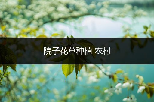 院子花草种植 农村