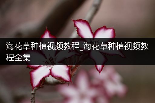 海花草种植视频教程_海花草种植视频教程全集