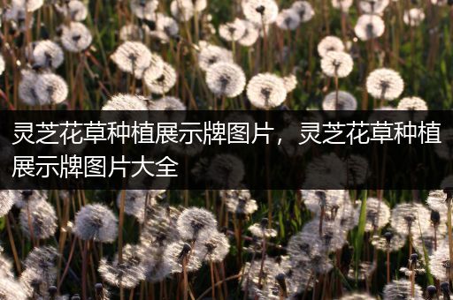 灵芝花草种植展示牌图片，灵芝花草种植展示牌图片大全