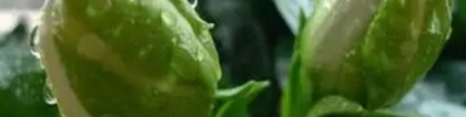 栀子花的养殖方法和注意事项，注意一点保你枝繁叶茂花开不断
