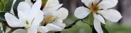 深山含笑怎么养？深山含笑的养殖方法介绍